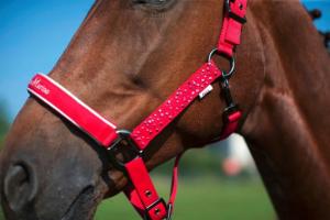 Упряжь для лошади: что такое сбруя для коня, какие виды бывают?