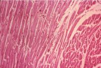 Расположение клеток гладкой мышечной ткани под микроскопом